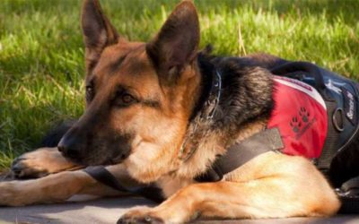 Service Dogs for Military Veterans in Colorado Springs