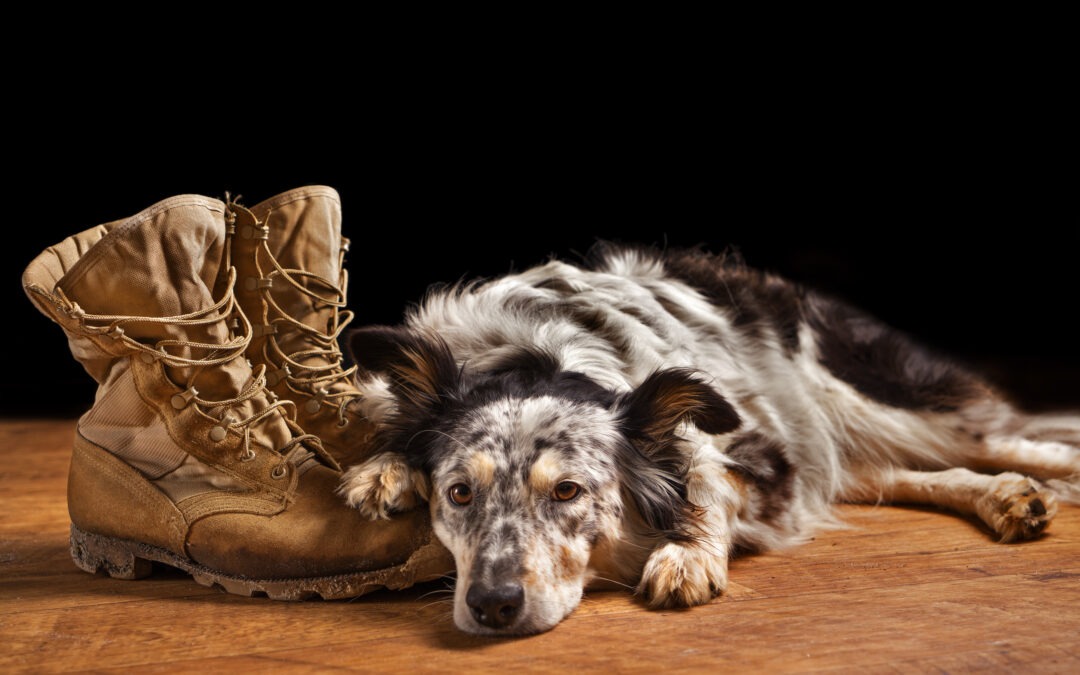 Dog and boots
